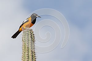 Venezuelan troupial bird on top of a Kadushi cactus