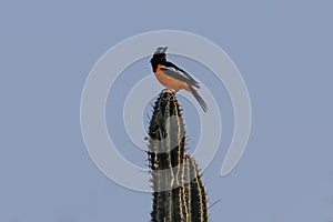 Venezuelan Troupial perched on cactus. Blue sky in background.
