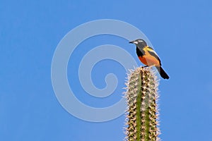 Venezuelan Troupial sitting on cactus photo