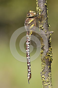 Venglazenmaker, Common Hawker, Aeshna juncea