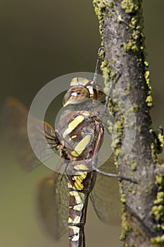 Venglazenmaker, Common Hawker, Aeshna juncea