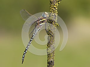 Venglazenmaker, Common Hawker, Aeshna juncea photo