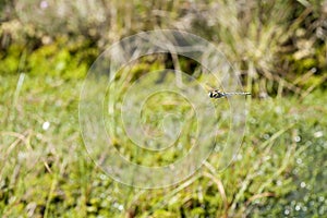 Venglazenmaker, Common Hawker, Aeshna juncea photo