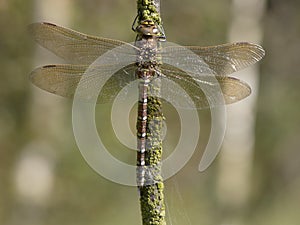 Venglazenmaker, Common Hawker, Aeshna juncea photo