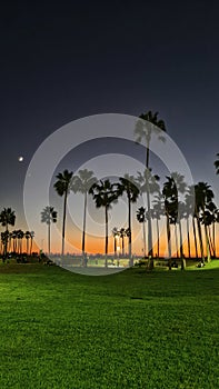 Venice beach sunset California palm tree skate park