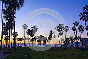 Venice Beach after sunset - silhouettes of Palm Trees