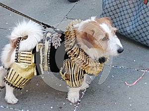 Venice carnival- costume of dog-veneto italy