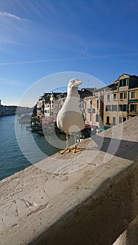 Venice Italy canal Seagull in sunshine