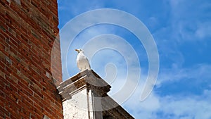 VENICE, ITALY - JULY 7, 2018: close-up view of lonely seagull sits on top of a building against a blue sky. on