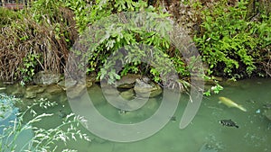 Venice, Italy - May 2019: Slow turtles slowly swim in a pond on the background of a large fish. environmental Protection