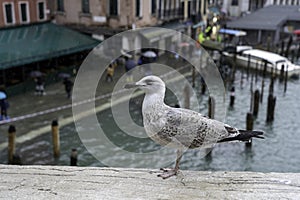 VENICE, ITALY - November 24, 2019: flood acqua alta in Venice, Italy. Venice high water. Tourists in Venice during a flood in