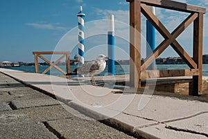 Venice, Italy, A seagull sitting on the embankment of the Grand Canal in Venice