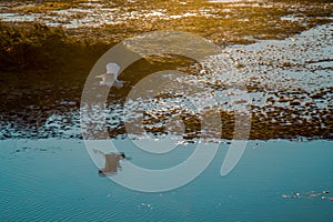 The Venice Lagoon, or Venetian Lagoon (in Venetian dialect ?aguna de Venesia or ?aguna vÃ¨neta) photo