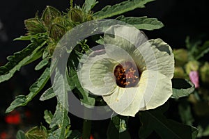 `Venice Mallow` flower - Hibiscus Trionum