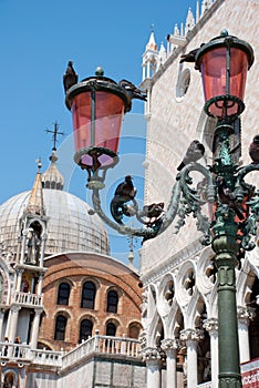 Venice's pigeones
