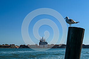 Venice - Seagull sitting on wooden pole with scenic view over Venetian lagoon in Venice