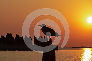 Venice - Silhouette of seagull sitting on wooden pole with scenic sunset view over Venetian lagoon