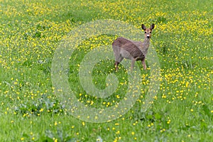 Venison walking around in the grass and eatin