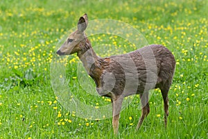 Venison walking around in the grass and eating.