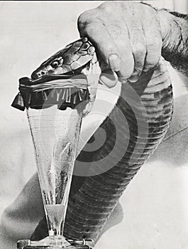 Venom extraction photo