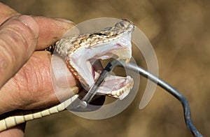 The venom and fangs of a venomous snake photo