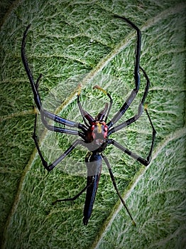 VENOM SPIDER IMAGE