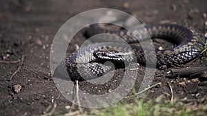 Venomous adder viper snake (Vipera berus) attack and bite