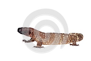 Venomous Beaded lizard isolated on white