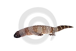 Venomous Beaded lizard isolated on white