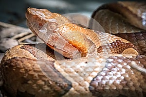 Venomous Copperhead (Agkistrodon contortrix)