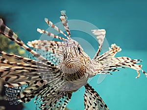 Venomous coral reef fish Red lionfish (Pterois volitans) photo