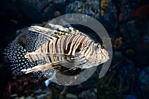 Red lionfish Pterois volitans swimming underwater