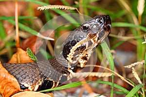 Venomous Cottonmouth Snake photo