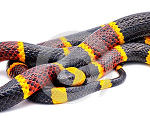 Venomous Eastern coral snake - Micrurus fulvius - close up macro of head, eye and pattern with great scale detail isolated on photo