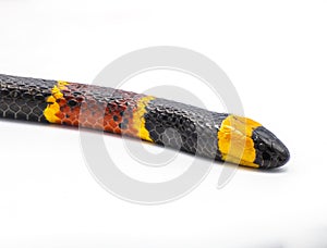 Venomous Eastern coral snake - Micrurus fulvius - close up macro of head, eyes and pattern. Side view isolated on white