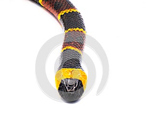 Venomous Eastern coral snake - Micrurus fulvius - close up macro of head, eyes and pattern. Top dorsal view isolated on white photo