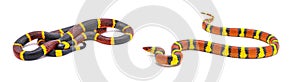 Venomous Eastern coral snake - Micrurus fulvius - On the left. Non venomous scarlet kingsnake or scarlet milk snake -