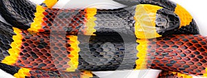 Venomous Eastern coral snake - Micrurus fulvius - wallpaper macro of skin pattern and texture isolated on white background red and