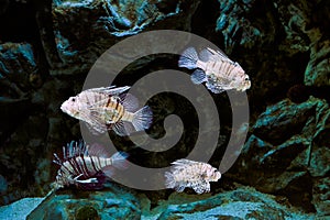 Venomous fish lionfish deliver their toxins, called venom, by stabbing, causing an envenomation. photo
