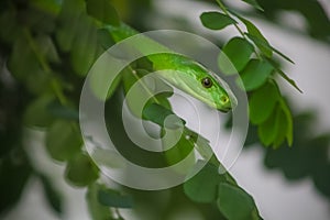 Venomous Green Mamba Tree Snake