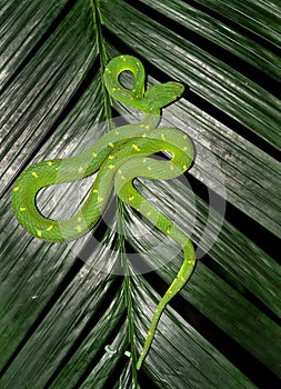 Venomous green tree pit viper, costa photo