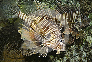 A Venomous Lionfish, Pterois, With Its Spiky Fins photo