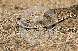 A venomous patagonian lancehead