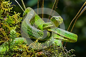 Venomous Pit Viper