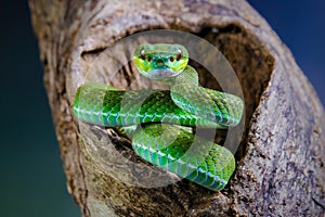 venomous pit viper snake photo