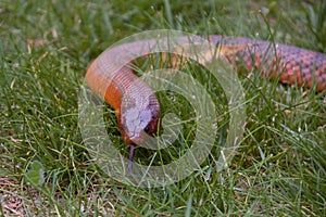 Venenoso serpiente 