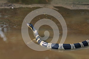 Venomous snake Banded Krait