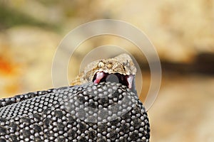 Venomous snake bites photo