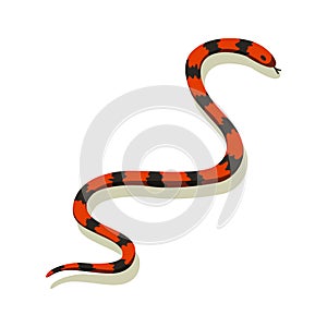 Venomous snake. Danger color animal. Poisonous reptile crawl. Decorative character, wildlife nature animal