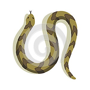 Venomous snake. Danger color animal. Poisonous reptile crawl. Decorative character, wildlife nature animal